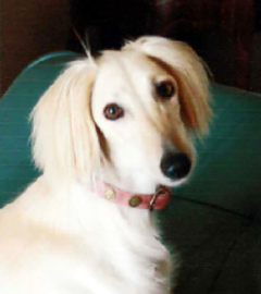 天水会議室 銀波